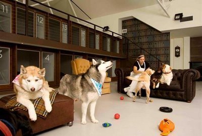 hotel canino pension canina de lujo